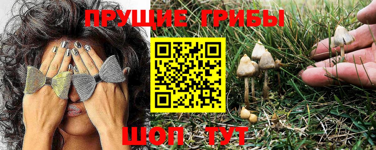 Галлюциногенные грибы Psilocybine cubensis Скопин